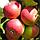 Саженцы яблони позднего срока созревания сорта Заславское, фото 2
