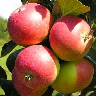 Саженцы яблони позднего срока созревания сорта Заславское - фото 2 - id-p134181260