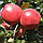 Саженцы яблони позднего срока созревания сорта Заславское, фото 3