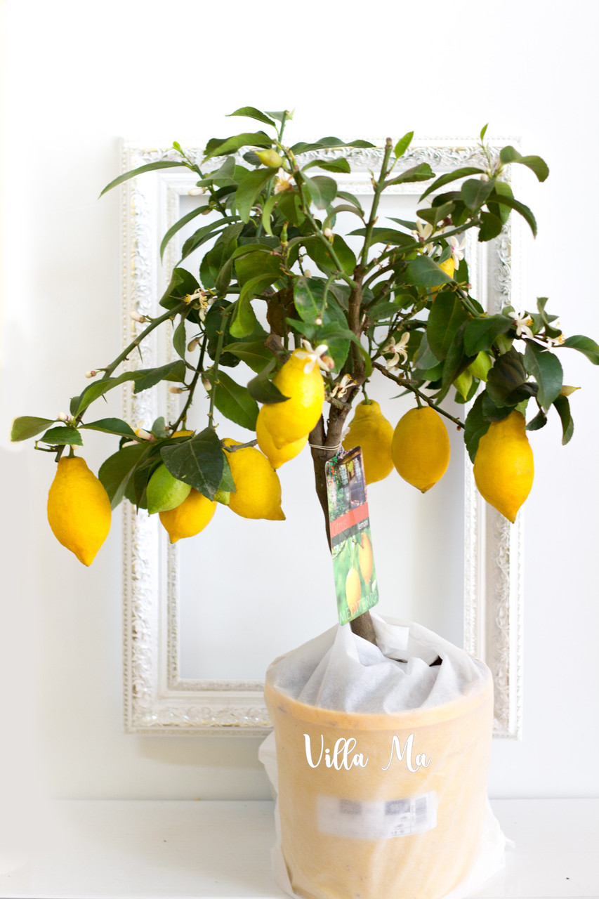 Лимон комнатный крупноплодный 80см д21см с плодами - фото 3 - id-p134216484