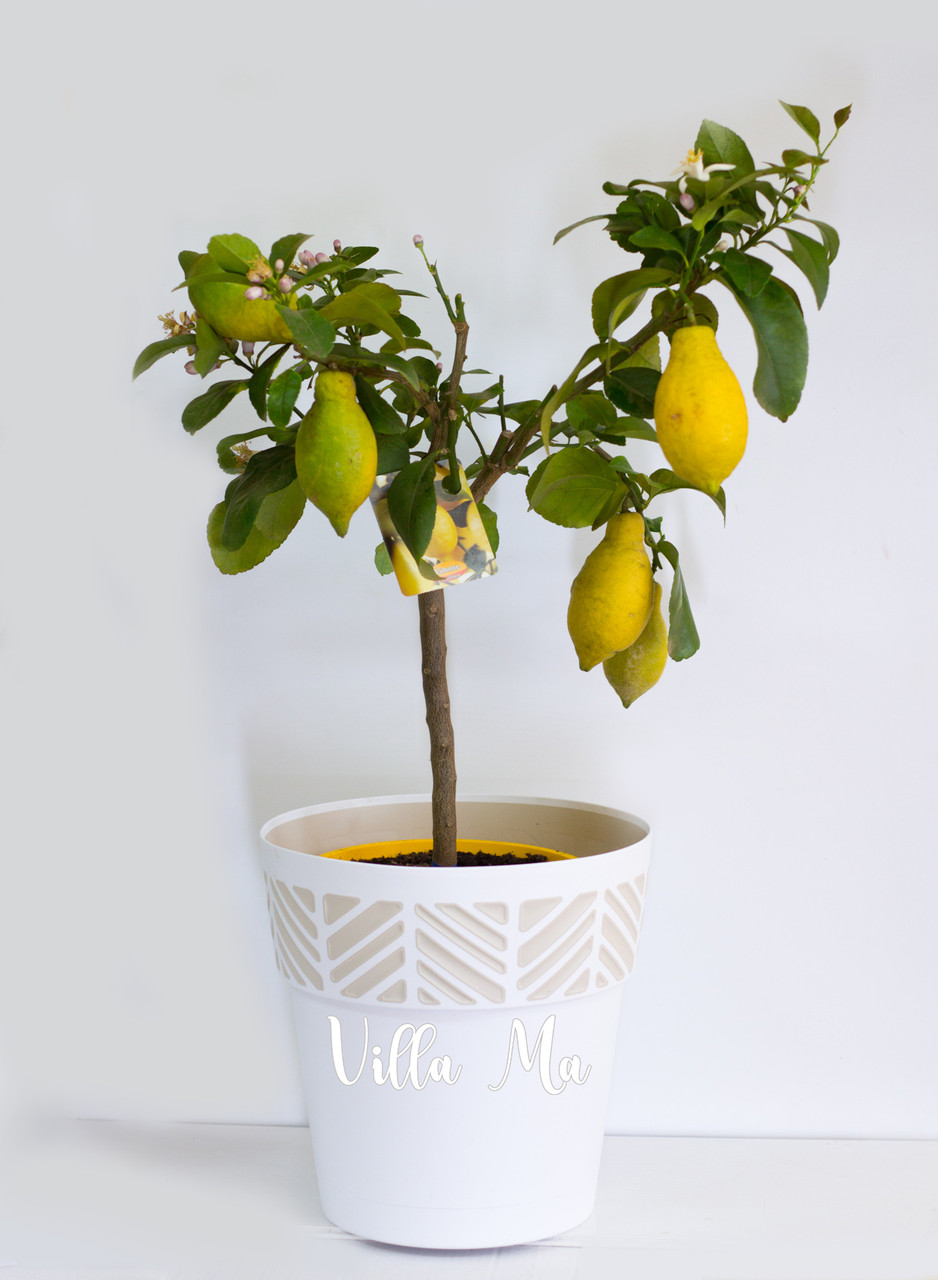 Лимон комнатный крупноплодный 80см д21см с плодами - фото 4 - id-p134216484