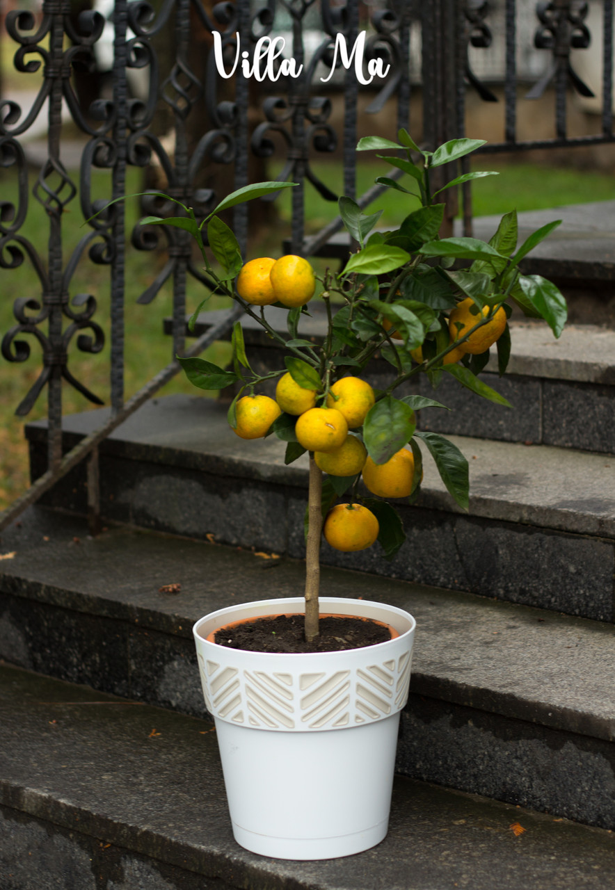 Лимон комнатный крупноплодный 80см д21см с плодами - фото 8 - id-p134216484