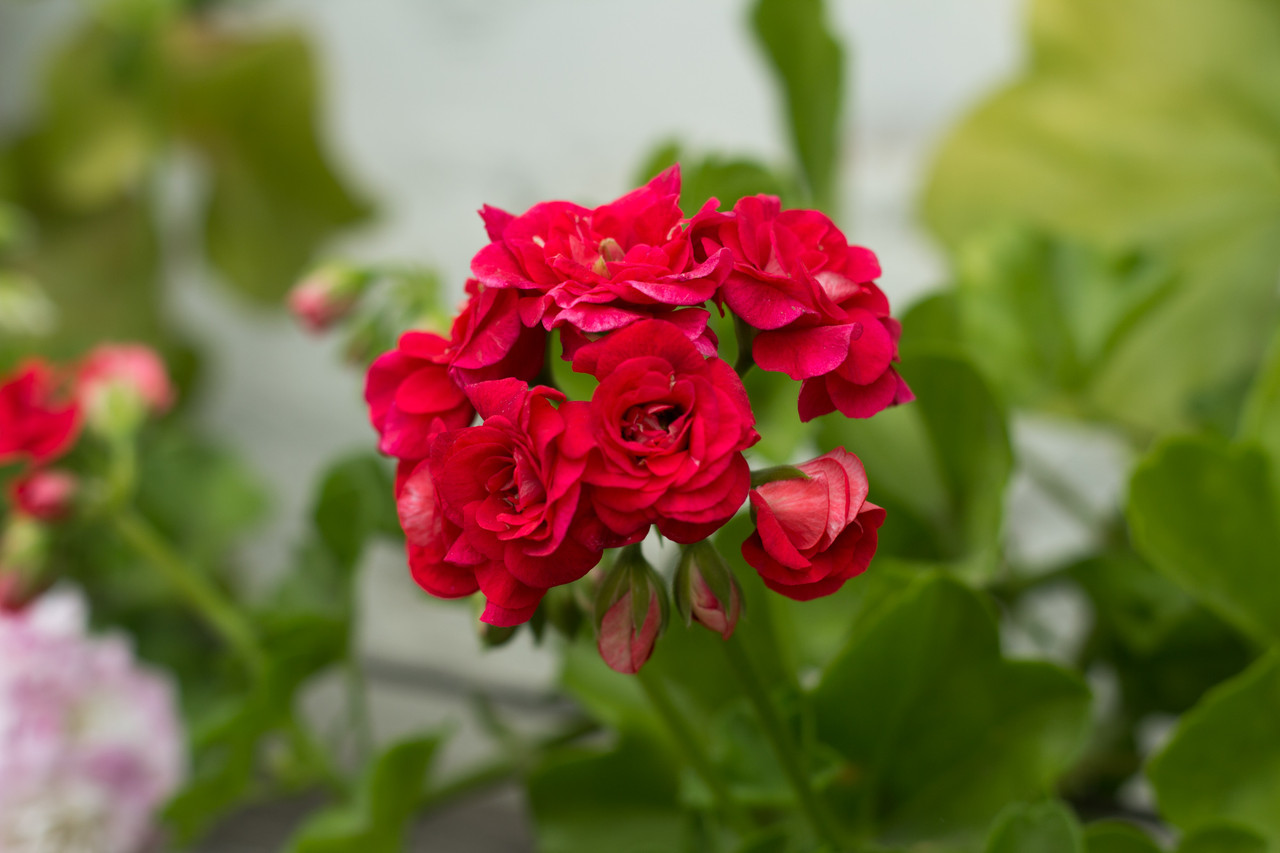 Ред рамблер розебуд/ Red Rambler Rosebud. - фото 1 - id-p134223579