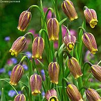 Holland Bulbs Рябчик Ува Вульпис