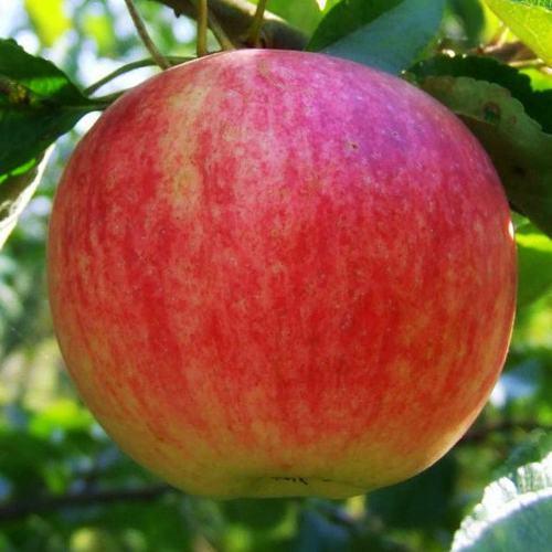 Саженцы яблони осеннего срока созревания сорта Штрифель