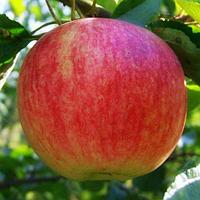 Саженцы яблони осеннего срока созревания сорта Штрифель, фото 1