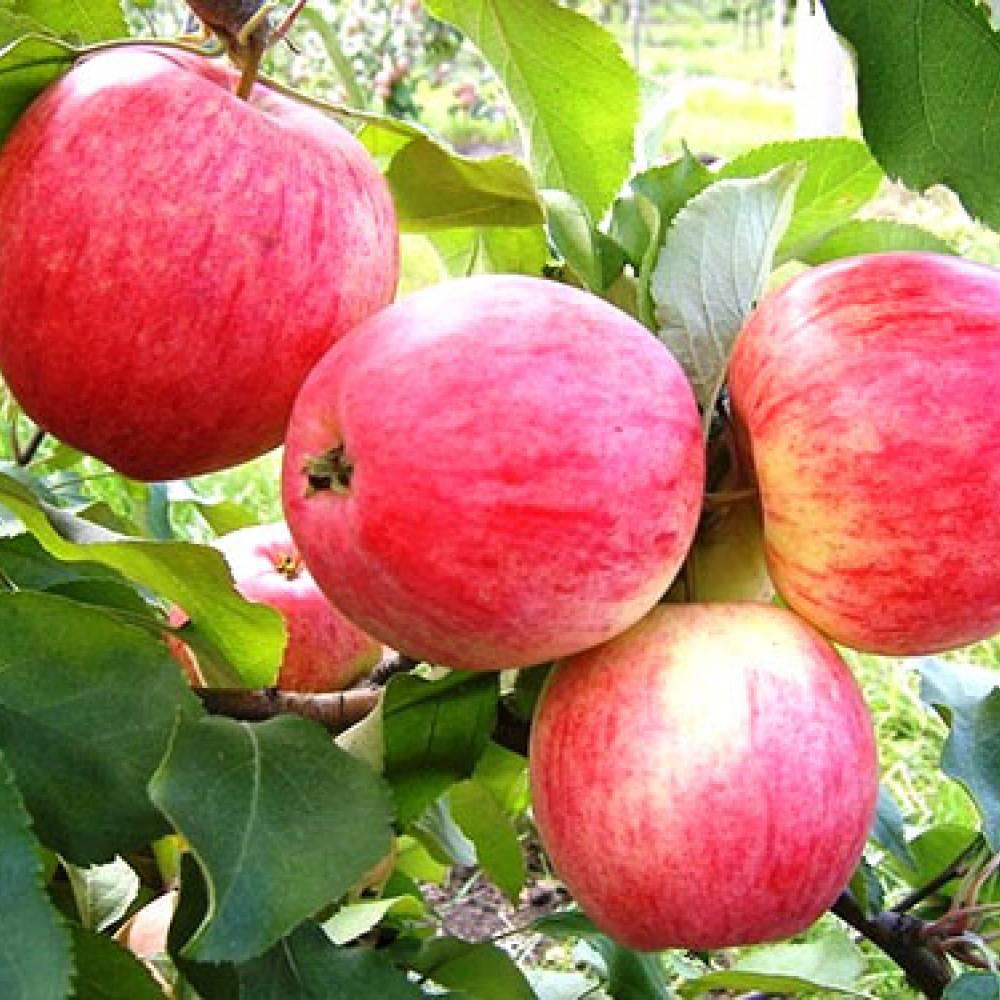 Саженцы яблони осеннего срока созревания сорта Штрифель - фото 3 - id-p134309850