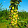 Саженцы колоновидной яблони сорта Медок, фото 3