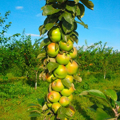 Саженцы колоновидной яблони сорта Медок - фото 3 - id-p134315386