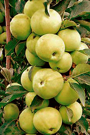 Саженцы колоновидной яблони сорта Медок - фото 2 - id-p134315386