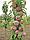 Саженцы колоновидной яблони сорта Триумф, фото 2