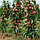 Саженцы колоновидной яблони сорта Триумф, фото 3