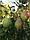 Саженцы груши зимнего срока созревания сорта Февральский сувенир, фото 3