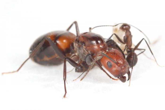 Camponotus nicobarensis - (Рыжий реактивный муравей)