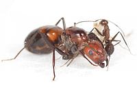 Camponotus nicobarensis - (Рыжий реактивный муравей)