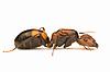 Camponotus nicobarensis - (Рыжий реактивный муравей), фото 2