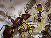 Camponotus nicobarensis - (Рыжий реактивный муравей), фото 4