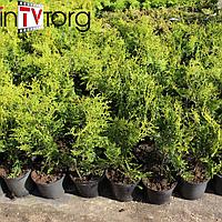 Туя западная "Brabant" (Thuja occidentalis) р9 25-30см