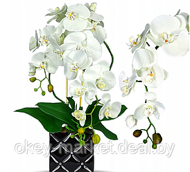 Цветочная композиция из орхидей в горшке B051c
