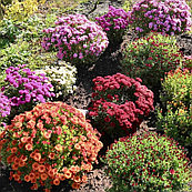 Хризантема мультифлора (30-40см)