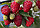 Саженцы малины ремонтантного сорта Элегантная, фото 2