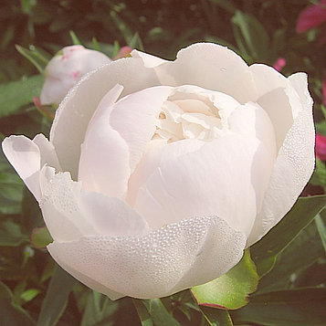 Пион Гардения