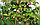 Саженцы малинового дерева сорта Таруса, фото 5