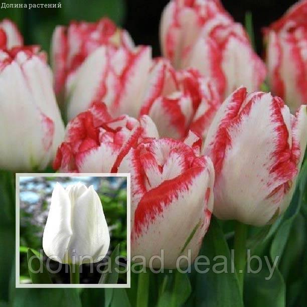 Holland Bulbs Набор 25 тюльпанов триумф - фото 1 - id-p130361741