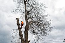 Удаление дерева по частям