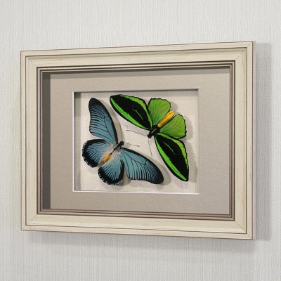 Бабочки Птицекрылка Приам и Залмокс, арт: 16-32а