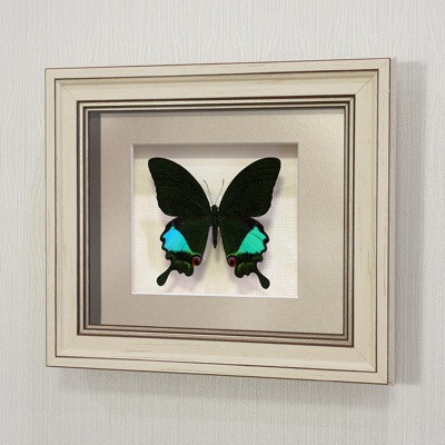 Картина-панно Бабочка Парусник Карна, арт: 21а