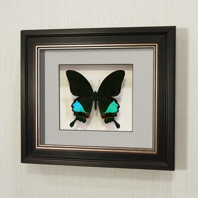 Картина-панно Бабочка Парусник Карна, арт: 21в