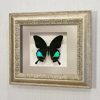 Картина-панно Бабочка Парусник Карна, арт: 21с