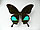 Картина-панно Бабочка Парусник Карна, арт: 21с, фото 2