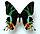 Картина-панно Бабочка Афродиты или Урания  мадагаскарская, арт: 45а, фото 2