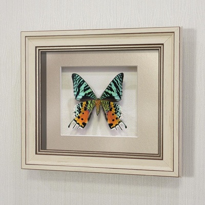 Бабочка Афродиты или Урания, арт: 145а