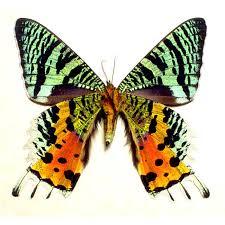 Бабочка Афродиты или Урания, арт: 145а - фото 2 - id-p41922983