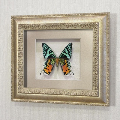 Бабочка Афродиты или Урания, арт: 145с