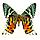 Бабочка Афродиты или Урания, арт: 145с, фото 2