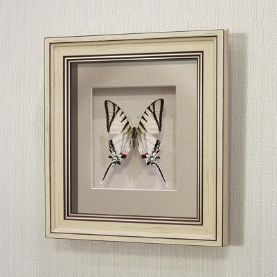Бабочка Хвостоносец Протей, арт: 4а