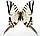 Бабочка Хвостоносец Протей, арт: 4а, фото 2