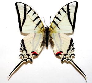 Бабочка Хвостоносец Протей, арт: 4а - фото 2 - id-p41922872