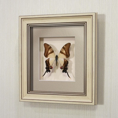 Бабочка Хвостоносец Сервилла, арт: 6а