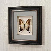 Бабочка Хвостоносец Сервилла, арт: 6в