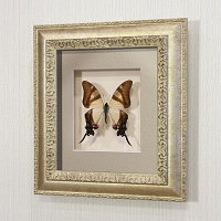 Бабочка Хвостоносец Сервилла, арт: 6с