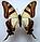Бабочка Хвостоносец Сервилла, арт: 6с, фото 2