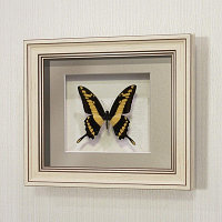 Бабочка Махаон Тоас, арт: 136а