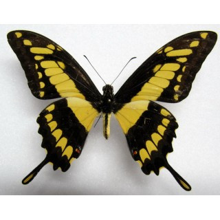 Бабочка Махаон Тоас, арт: 136а - фото 2 - id-p41922963