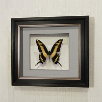 Бабочка Махаон Тоас, арт: 136в