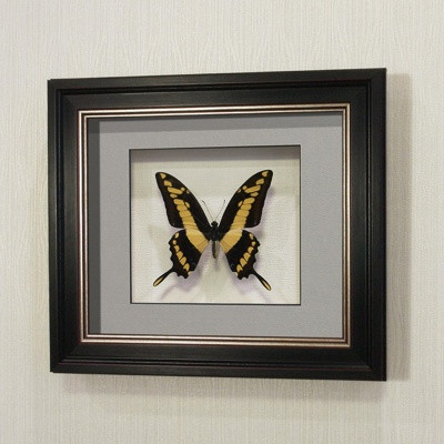 Бабочка Махаон Тоас, арт: 136в